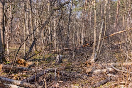Foto de Muchos árboles caídos en un bosque debilitado dañado por la sequía y la infestación de insectos - Imagen libre de derechos