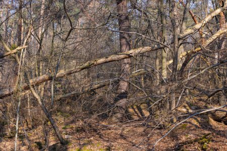 Téléchargez les photos : Chaos dans la forêt en raison des tempêtes et des arbres tombés et déracinés à la suite des tempêtes, de la sécheresse et de la crise climatique - en image libre de droit