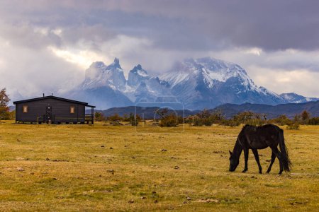 A horse in front of the low-hanging clouds in the backlight over Torres del Paine mountain massif, Chile, Patagonia, South America