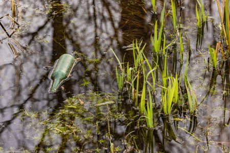 Foto de Una botella de vidrio verde contamina el medio ambiente en un cuerpo de agua cerca de la orilla - Imagen libre de derechos