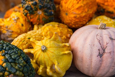 Photo for Freshly harvested pumpkins and ornamental pumpkins directly from the farmer in autumn for Halloween decoration - Royalty Free Image