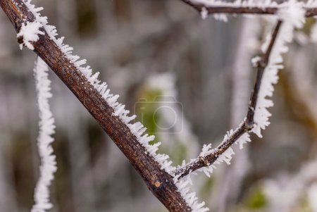 Téléchargez les photos : Brune branche avec de longs cristaux blancs de glace récoltés dans le jardin d'hiver - en image libre de droit