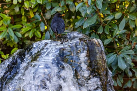 A black blackbird on a water stone frozen over with ice in the garden with hedge in freezing winter