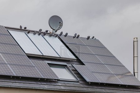 Téléchargez les photos : Beaucoup de pigeons Oiseaux sur un toit privé avec des modules solaires pour la production d'électricité renouvelable - en image libre de droit