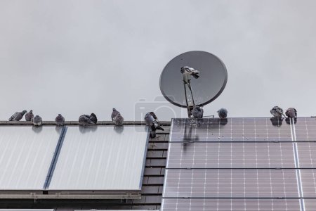 Téléchargez les photos : Pigeons, comme des rats oiseaux, polluent les toits des maisons et les systèmes photovoltaïques - en image libre de droit
