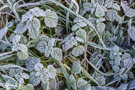 Frozen leaves in the grass of the meadow after the night frost with ice and ice crystals in winter