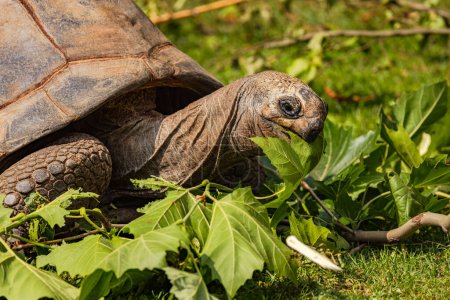 Head with mouth and neck of a giant tortoise eating leaves as food