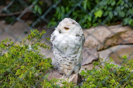 Photo for A white strong feathered snowy owl on its stone in a zoo - Royalty Free Image