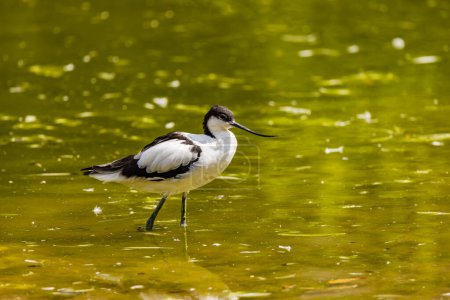 A striking example of an avocet bird foraging in a park mug #699545568