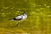 A striking example of an avocet bird foraging in a park mug #699545568