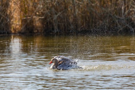 Photo for Rural scene with a duck hen flapping and splashing in sunny spring and squirting many drops of water - Royalty Free Image