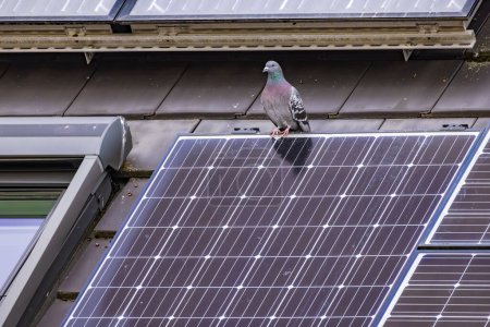 Eine einzige Taube sitzt auf einem Dach mit Sonnenkollektoren und einem Dachfenster, das vom Kot schmutziger Sonnenkollektoren bedeckt ist.