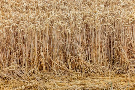 Foto de Trigo maduro para cosechar al horizonte en un campo agrícola, Alemania - Imagen libre de derechos