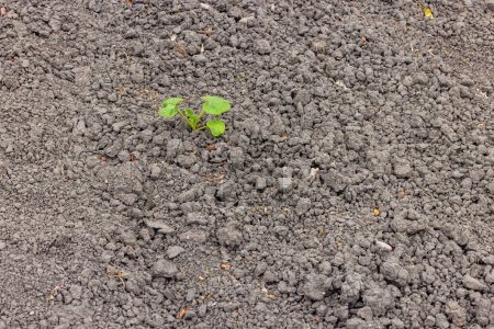 Eine einzige kleine Kürbispflanze in trockenem Boden bei Trockenheit und Hitze, Deutschland in der Klimakrise