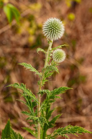 Close-up of a conspicuous globe thistle against a brown background in idyllic nature scene