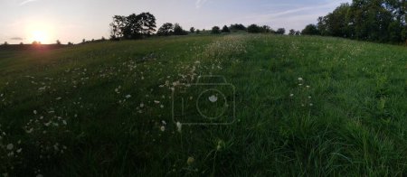 Photo for Field of Queen Anne's Lace in Summer, Ohio - Royalty Free Image