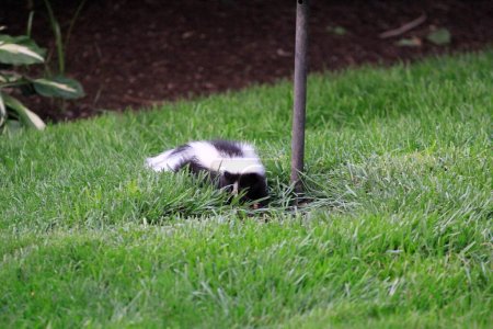 Photo for View of Skunk Feeding on Fallen Birdseed in a Suburban Yard - Royalty Free Image