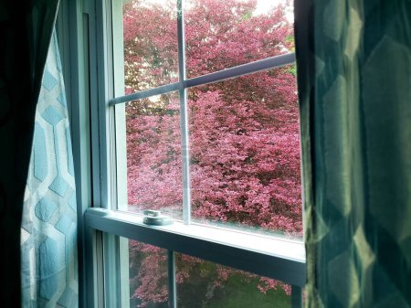 Tricolor árbol de haya visto a través de una ventana