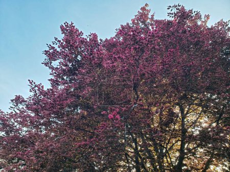 Vista de un árbol de haya tricolor Fagus sylvatica Visto durante un día soleado