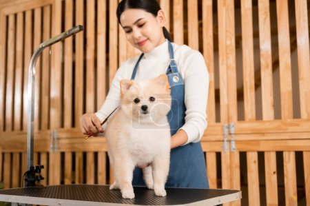 A Female professional groomer trimming haircut dog at pet spa grooming salon