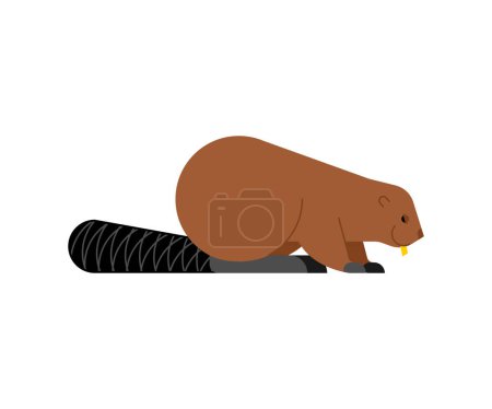 Illustration for Beaver isolated. swamp rodent Vector illustration - Royalty Free Image