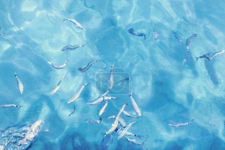 Foto de Agua de mar azul, vista superior. pequeñas olas de mar con resplandor del sol, agua de mar transparente - Imagen libre de derechos