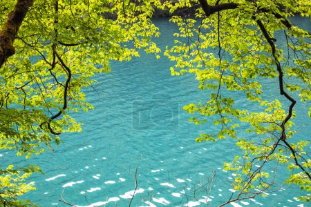 Piękne letnie tło z zielonymi drzewami w pobliżu błękitnej wody w pobliżu jeziora, lato jasne tło