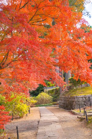 la hoja roja en otoño en el templo de Shinnyodo en Kyoto, Japón