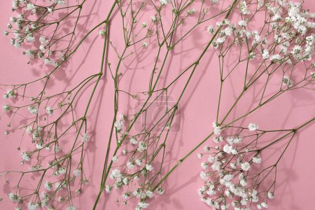 Téléchargez les photos : Elegant floral texture, gypsophila flowers with sunlight shadows on a pastel pink background - en image libre de droit