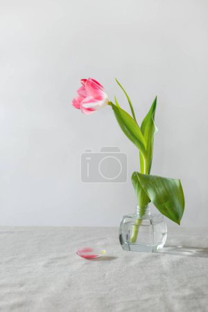 Téléchargez les photos : One pink tulip in glass jar on a beige background, minimalist aesthetic spring composition or greeting card. Mothers day, women day concept - en image libre de droit