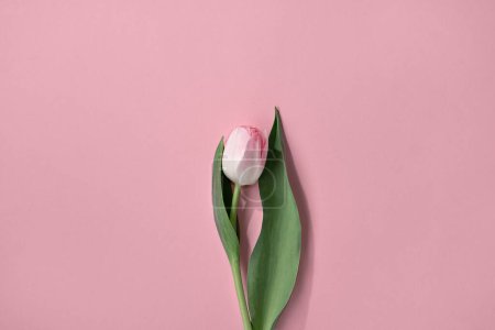 Foto de Flor de tulipán suave sobre un fondo rosa neutro, plantilla de tarjeta de primavera minimalista estética - Imagen libre de derechos