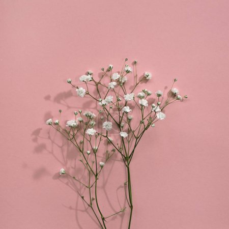 Photo for Elegant aesthetic minimalist gypsophila flower on a pastel pink background, holiday floral greeting card template - Royalty Free Image