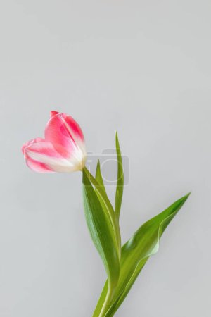Photo for Tulip flower on a neutral background, minimalist aesthetic spring floral card design, copy space - Royalty Free Image