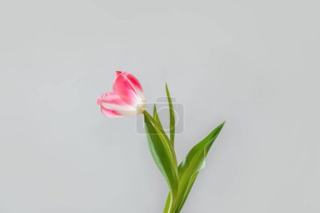 Téléchargez les photos : Single tulip flower on a gray background, minimalist aesthetic spring card, mothers day or women's day concept - en image libre de droit