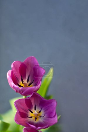 Téléchargez les photos : Pink tulips on a gray background, spring floral card or banner, copy space, soft focus - en image libre de droit