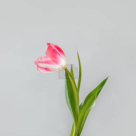 Photo for Elegant minimalist tulip flower on a gray background. Spring floral greeting card template - Royalty Free Image