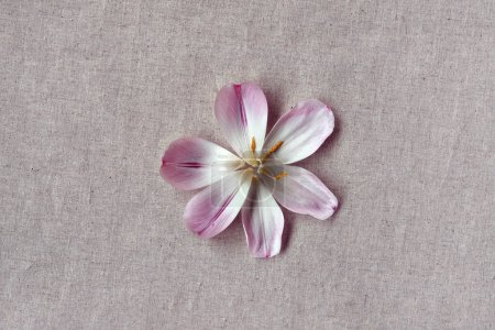 Foto de Flor única de pétalos rosados sobre un fondo de lino beige neutro, concepto de primavera floral estético minimalista, flatlay, espacio para copiar - Imagen libre de derechos