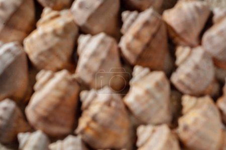Foto de Fondo estético de vacaciones de verano, conchas desenfocadas borrosas de mar marrón y beige, telón de fondo con espacio para copias - Imagen libre de derechos