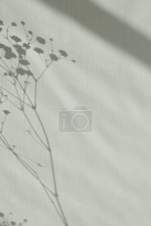 Foto de Fondo neutro minimalista estético con sombras de luz solar en una pared verde claro salvia, espacio de copia - Imagen libre de derechos