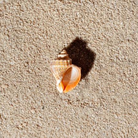 Foto de Concepto de vacaciones de verano estético minimalista, entorno natural fondo, caracola marina con sombra de luz solar en una textura de arena de playa beige neutra - Imagen libre de derechos