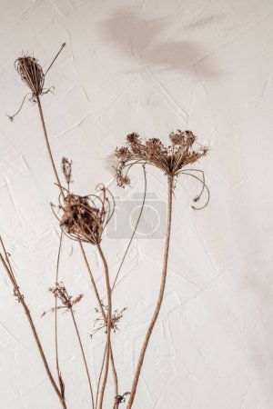 Téléchargez les photos : Fleurs de prairie séchées sur un fond beige neutre avec des ombres de soleil esthétiques, carte de vœux minimaliste pour les vacances florales, toile de fond boho naturel - en image libre de droit