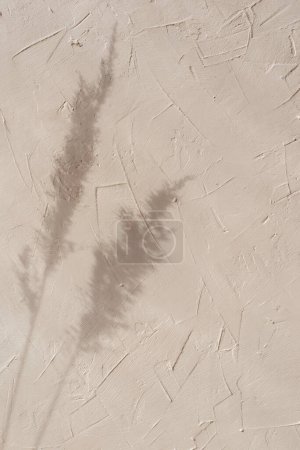 Photo for Summer aesthetic minimalist sunlight shadow background with meadow spikelet silhouette on a tan beige textured wall, elegant bohemian wallpaper, wedding design template - Royalty Free Image