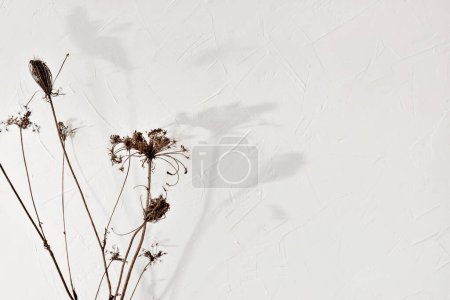Foto de Tarjeta de felicitación floral minimalista, diseño de la boda, flores secas del prado sobre un fondo beige neutro con sombras de luz solar estéticas - Imagen libre de derechos