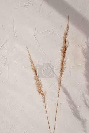 Téléchargez les photos : Composition florale minimaliste élégante, épillets d'herbe de prairie contre un mur texturé beige, ombres esthétiques à la lumière du soleil sur le fond, espace de copie - en image libre de droit