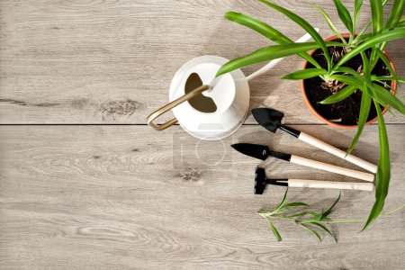 Téléchargez les photos : Concept de jardinage d'intérieur, ensemble d'outils d'entretien des plantes de maison, bêches, râteau, arrosoir et plante en pot sur un fond en bois, espace de copie - en image libre de droit