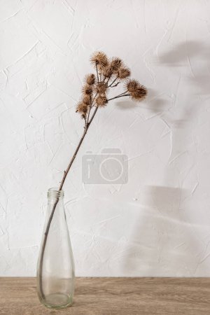 Photo for Dried meadow grass bouquet in a clear glass bottle aesthetic sun light shadows on neutral wall, minimalist floral interior design, greeting card template, dry burdock in vase - Royalty Free Image