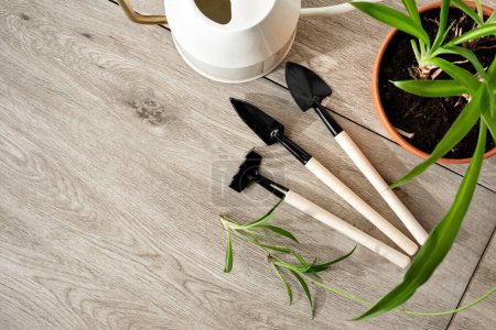 Téléchargez les photos : Concept de jardinage à domicile flatlay, ensemble d'outils pour l'entretien des plantes de la maison, arrosoir, plante d'intérieur dans un pot sur fond en bois beige, espace de copie - en image libre de droit