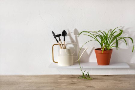 Foto de Planta de invernadero en una maceta y una regadera con pequeñas herramientas de jardinería de pie sobre un shefl contra la pared blanca, concepto de jardín casero minimalista, espacio para copiar - Imagen libre de derechos