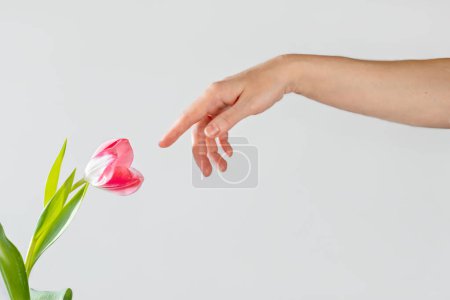 Téléchargez les photos : Main de femme et fleur de tulipe. Lien avec la nature, protection et soins de l'environnement, vie consciente, concept écologique - en image libre de droit