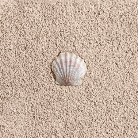 Téléchargez les photos : Élégant concept de vacances d'été minimaliste esthétique subtile, une coquille de mer sur un fond de sable de plage beige neutre - en image libre de droit